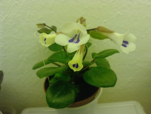 Primulina tamiana.jpg