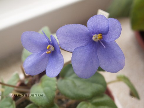 Darling Blue Trail.jpg