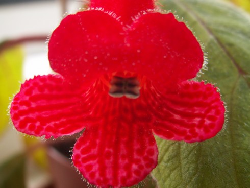 K. eriantha.jpg