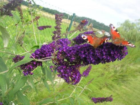 Buddleja1.JPG