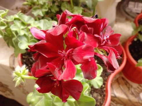 Pelargónium (2).jpg