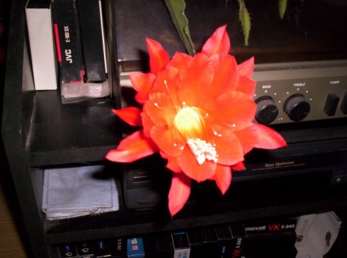 000_0959_2.JPG