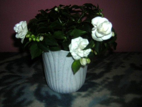 Re-exposure of DSCN4292.JPG