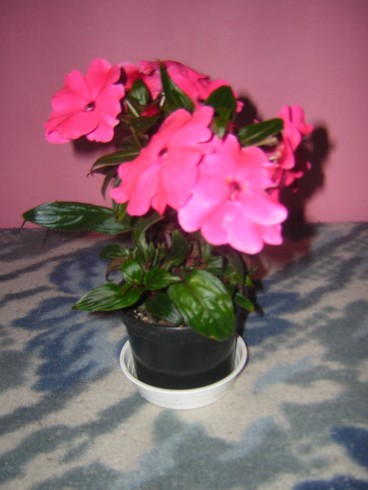 Rotation of DSCN4296.JPG