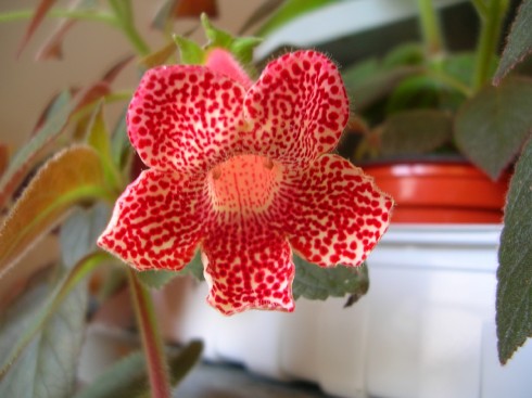 Kohleria sciadotydaea.jpg