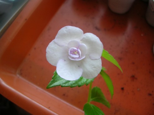 Double Picotee Rose.jpg