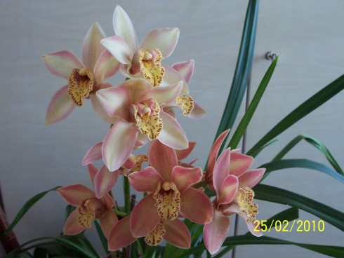 cymbidium 020.jpg