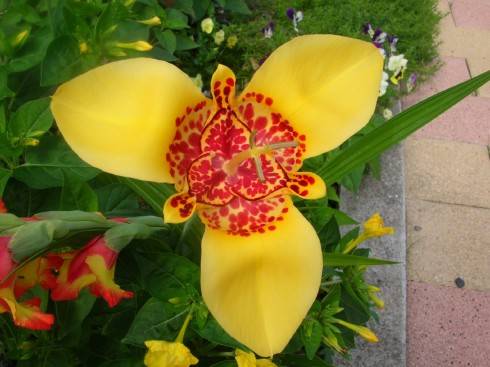 orchideovykvet.jpg