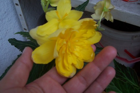 begonie - Basik2.jpg