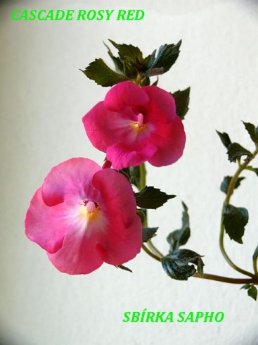 Cascade Rosy Red.jpg