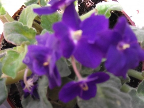 DSCF1733.jpg