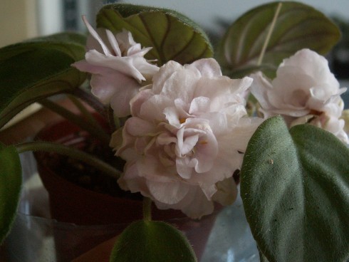 Pink Mint.jpg