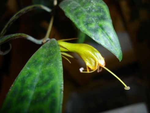 Aeschynanthus longicaulis.jpg