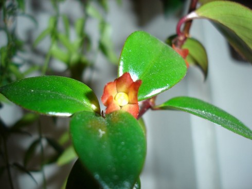 nematanthus Tropicana.jpg