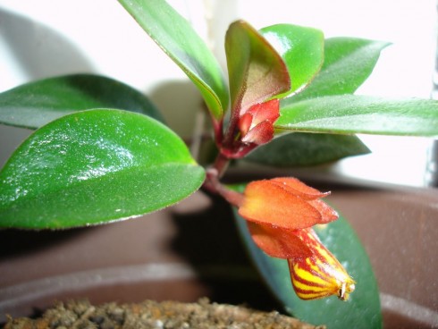 nematanthus Tropicana.jpg