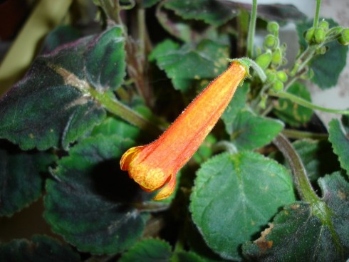 Smithiantha zebrina.jpg
