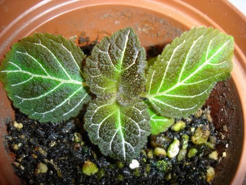 Pearcea hypocyrtiflora.jpg