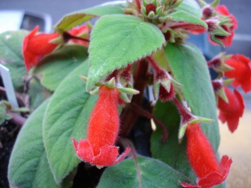 Kohleria eriantha.jpg