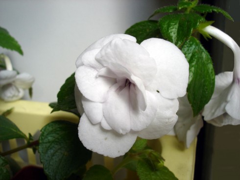 Double Picotee Rose.jpg