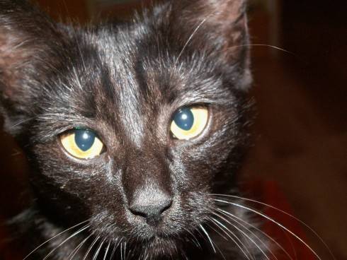 Můra 9.2010 003.jpg