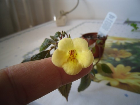 Yellow Beauty.jpg
