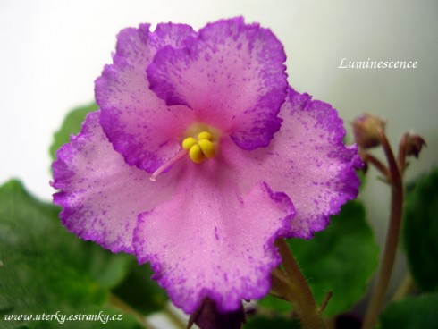 Luminescence.jpg