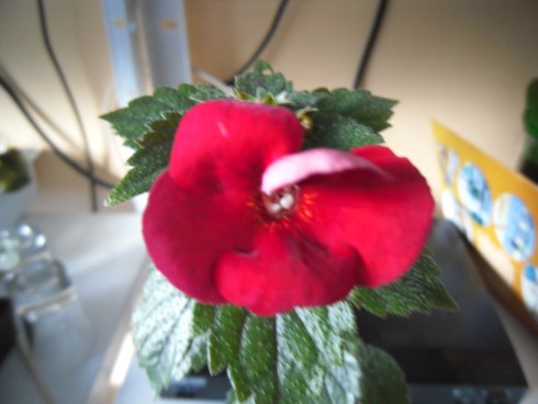 achimenes Red Diamond.jpg