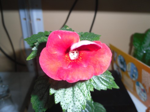 achimenes Red Diamond.jpg