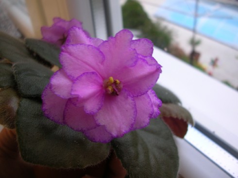 Granatovyy Braslet.jpg