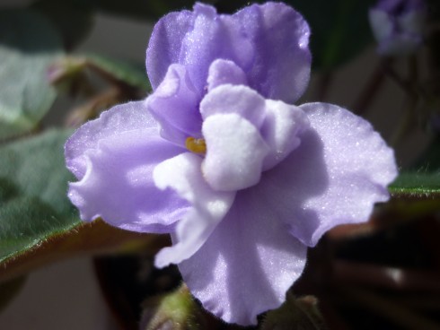 Wisteria.JPG