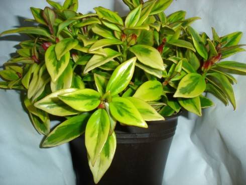 Nematanthus gregarius Sarah.jpg
