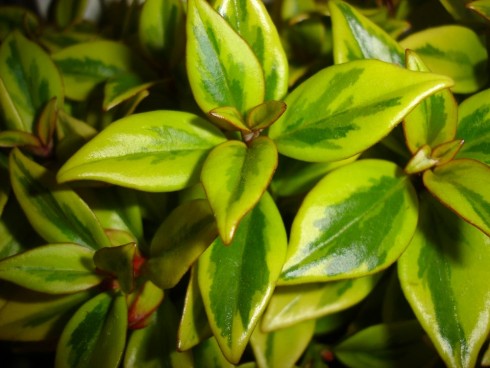 Nematanthus gregarius Sarah.jpg
