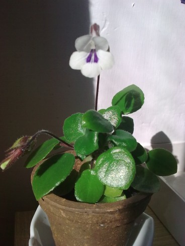 Primulina tamiana.jpg