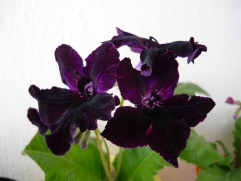 Bristol's Black Bird.jpg