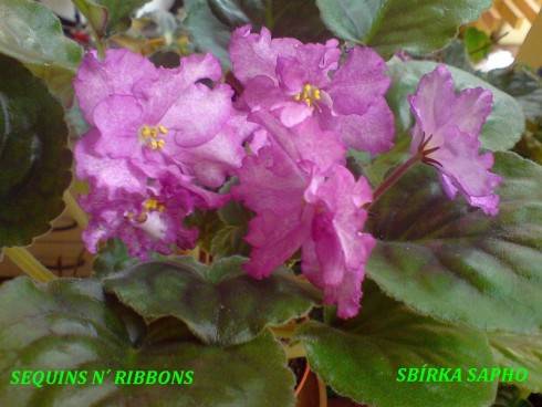 Sequins 'n' Ribbons.jpg