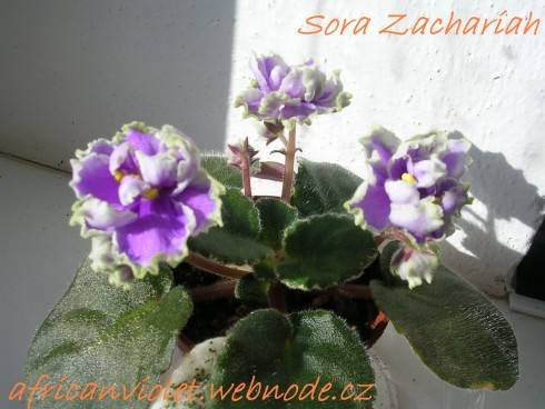 Sora Zachariah.jpg