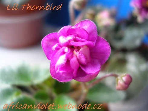 Lil Thornbird.jpg