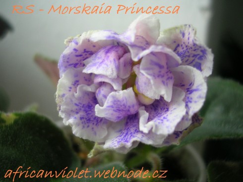 RS-Morskaia Printsessa.jpg