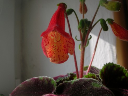 Smithiantha zebrina.jpg