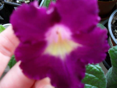 srpen 2010 048.jpg