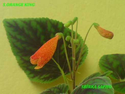 Orange King.jpg