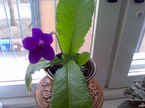 modrý streptocarpus.jpg