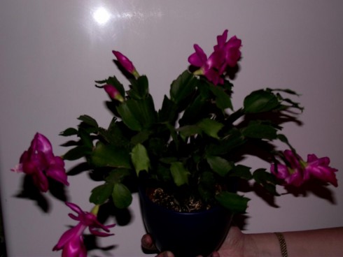 DSCF4100.jpg