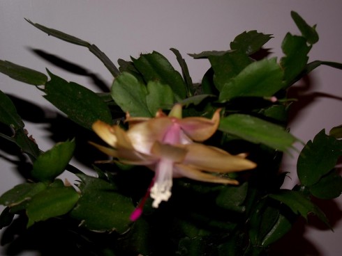 DSCF4105.jpg