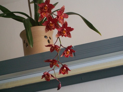orchidea.jpg
