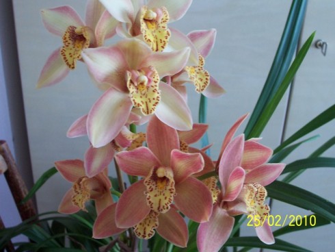 cymbidium.jpg