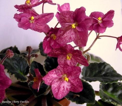 Buckeye Cherry Freckles..jpg
