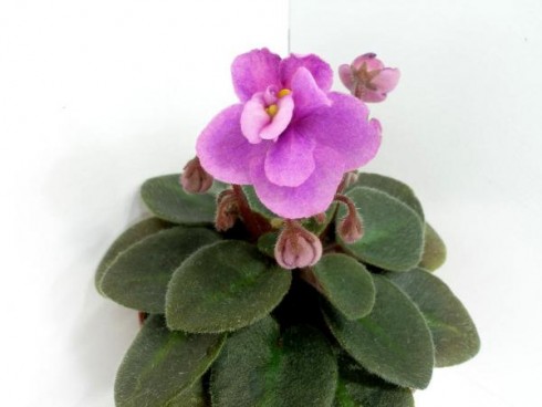 Little Orchid.jpg