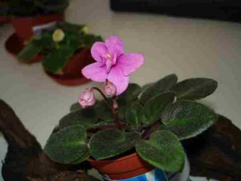 Little Orchid.jpg