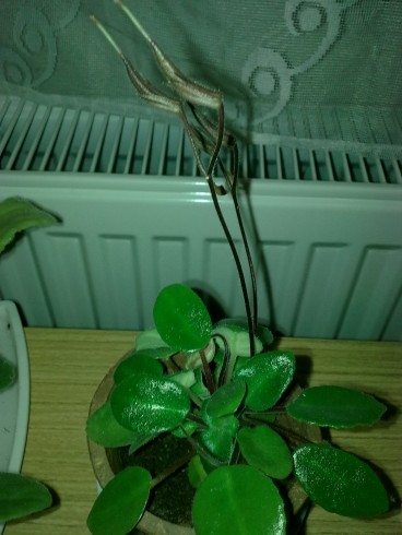 Primulina tamiana.jpg